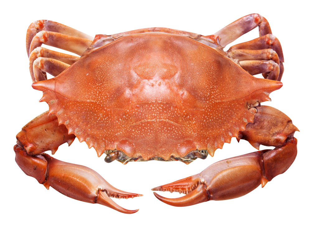 crab